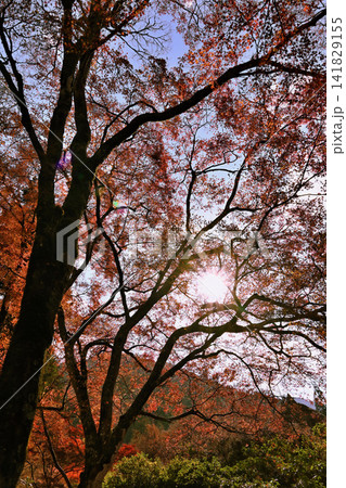 紅葉が美しい晩秋の風景 紅葉が美しい晩秋の風景 141829155