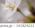 小さな春 141829222