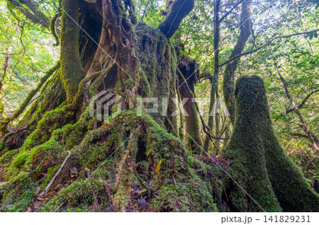 屋久島白谷雲水峡 神が宿る苔の森(春 屋久島白谷雲水峡 神が宿る苔の森(春 141829231