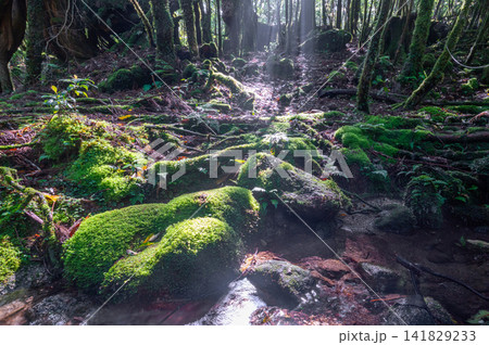 屋久島白谷雲水峡 神が宿る苔の森(春 屋久島白谷雲水峡 神が宿る苔の森(春 141829233