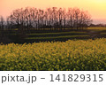 菜の花畑の夕景 141829315