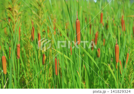 湿原や水辺に生息する蒲の穂と青々とした植物の背景素材 湿原や水辺に生息する蒲の穂と青々とした植物の背景素材 141829324