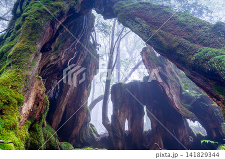 屋久島白谷雲水峡 屋久杉切り株(春 屋久島白谷雲水峡 屋久杉切り株(春 141829344