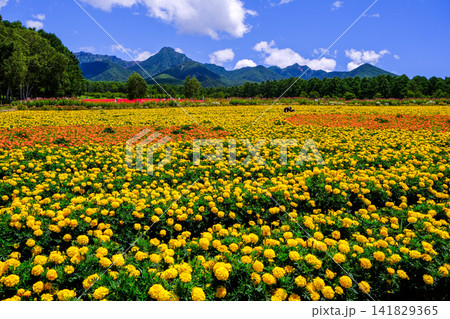 八ヶ岳とマリーゴールドの花畑 八ヶ岳とマリーゴールドの花畑 141829365