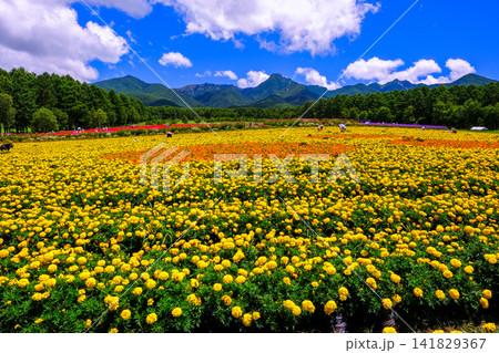 広大なマリーゴールドの花畑 広大なマリーゴールドの花畑 141829367