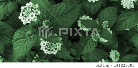 Lantana camara flowers and leaves have a greenish nuance Lantana camara flowers and leaves have a greenish nuance 141829395
