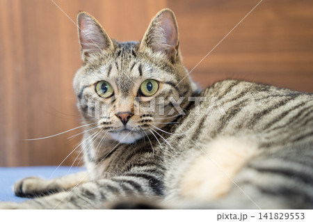 ベットでくつろぐキジトラ猫 ベットでくつろぐキジトラ猫 141829553
