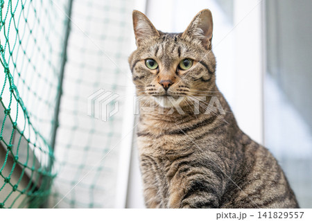 ベランダでこちらを睨む猫 141829557