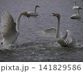 威嚇や怒りの感情を露わにする二羽の白鳥 威嚇や怒りの感情を露わにする二羽の白鳥 141829586