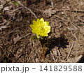 可憐に春の訪れを告げるフクジュソウ 可憐に春の訪れを告げるフクジュソウ 141829588