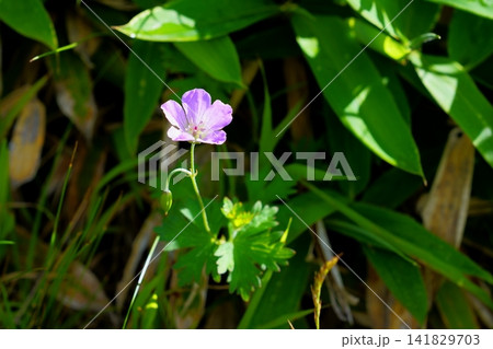 ハクサンフウロの花 ハクサンフウロの花 141829703