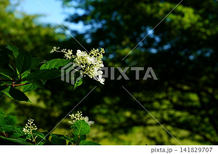 ノリウツギの花 ノリウツギの花 141829707
