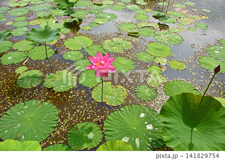 雫と蓮の花の美しさ 雫と蓮の花の美しさ 141829754