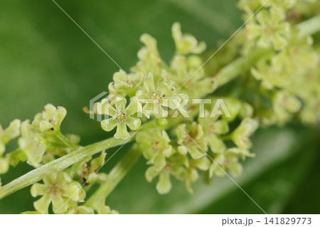 自然 植物 オニドコロ、雌雄異株のつる性多年草。こちらは雄花、夏に地味な花を沢山つけるので目立ちます 自然 植物 オニドコロ、雌雄異株のつる性多年草。こちらは雄花、夏に地味な花を沢山つけるので目立ちます 141829773