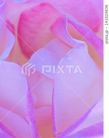ピンクのバラの花びら ピンクのバラの花びら 141829836