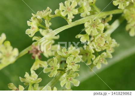 自然 植物 オニドコロ、雄花です。花序に三~四ミリの薄緑色の花が沢山。花被片は六裂、雄しべは六本 自然 植物 オニドコロ、雄花です。花序に三~四ミリの薄緑色の花が沢山。花被片は六裂、雄しべは六本 141829862