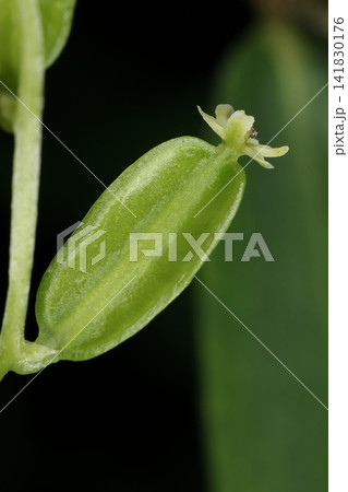 自然 植物 オニドコロ、雌雄異株のつる性多年草。こちらは雌花、受粉すると子房が膨らみ陵が目立ちます 自然 植物 オニドコロ、雌雄異株のつる性多年草。こちらは雌花、受粉すると子房が膨らみ陵が目立ちます 141830176