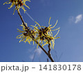 春の訪れを告げるマンサクの花 春の訪れを告げるマンサクの花 141830178