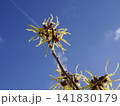 マンサクの花と飛行機雲のコントラスト マンサクの花と飛行機雲のコントラスト 141830179