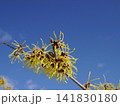 早春に黄色い糸状の花を咲かせるマンサク 早春に黄色い糸状の花を咲かせるマンサク 141830180