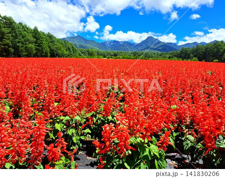 赤いサルビアの花畑 赤いサルビアの花畑 141830206