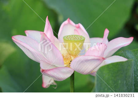 季節の花 季節の花 141830231