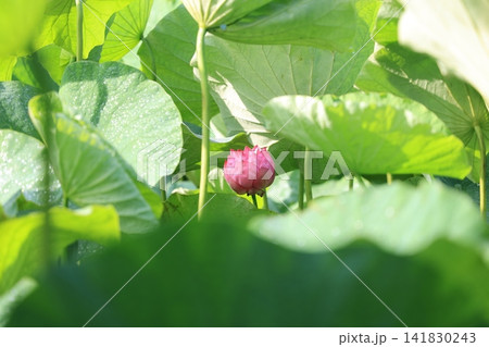季節の花 季節の花 141830243