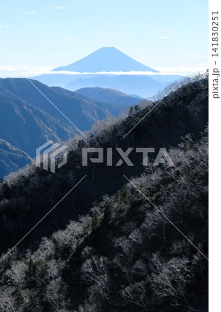 逆光でダケカンバの幹が浮かぶ山並みと富士山の遠望 逆光でダケカンバの幹が浮かぶ山並みと富士山の遠望 141830251