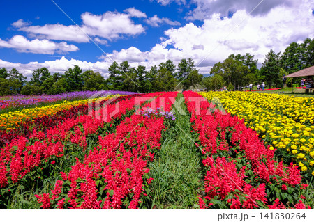 青空バックに咲くサルビアの花畑 青空バックに咲くサルビアの花畑 141830264