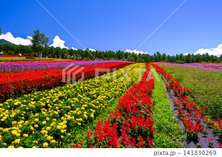 青空バックに広がるカラーズの花畑 青空バックに広がるカラーズの花畑 141830269