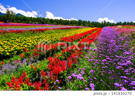 カラフルなカラーズの花畑 カラフルなカラーズの花畑 141830270