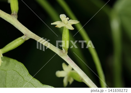 自然 植物 オニドコロ、雌花です。長めの子房を持つ花が花序に一つづつ順につきます 自然 植物 オニドコロ、雌花です。長めの子房を持つ花が花序に一つづつ順につきます 141830272