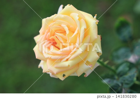 季節の花 季節の花 141830280