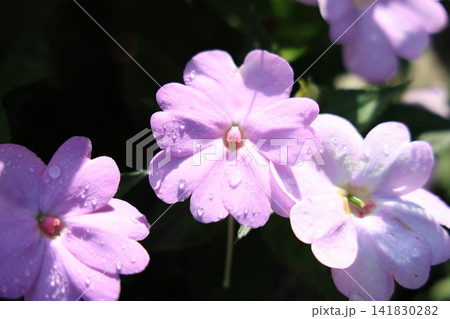 季節の花 141830282