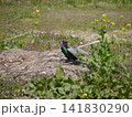 春の景色に佇むオスのキジ 春の景色に佇むオスのキジ 141830290