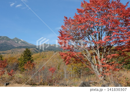 鮮やかなカエデの紅葉が彩る山岳の秋景色 鮮やかなカエデの紅葉が彩る山岳の秋景色 141830307