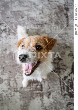 Jack Russell Terrier dog looking up with happy expression. Portrait of cute puppy 141830756