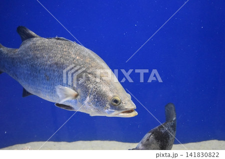 静岡　浜松　浜名湖体験学習施設 ウォット　水族館 141830822