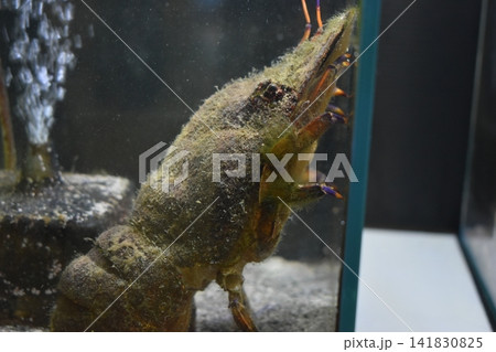静岡 浜松 浜名湖体験学習施設 ウォット 水族館 静岡 浜松 浜名湖体験学習施設 ウォット 水族館 141830825