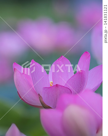 蓮の花のある風景 蓮の花のある風景 141831121