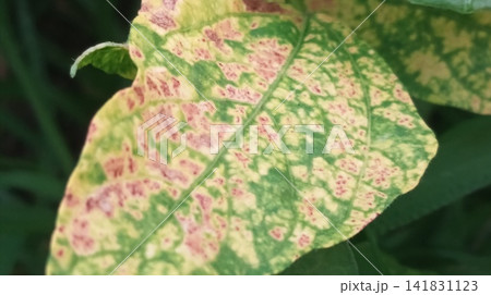 Diseased plant leaf with yellow and green spots showing symptoms of viral infection or nutrient deficiency Diseased plant leaf with yellow and green spots showing symptoms of viral infection or nutrient deficiency 141831123