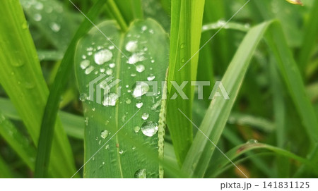 close up of fresh green grass with dew drops close up of fresh green grass with dew drops 141831125