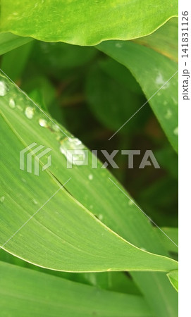 Macro close-up of fresh green leaves covered with sparkling water dropsrops on leaves Macro close-up of fresh green leaves covered with sparkling water dropsrops on leaves 141831126