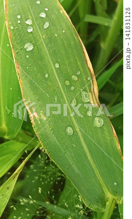 Fresh green grass blades covered with sparkling morning dew water dropsdrops on green grass 141831128