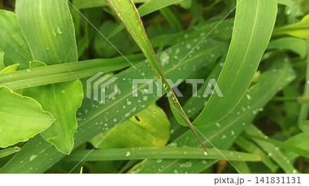 leaves of the grass water  141831131