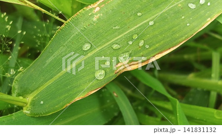 water drops on leaves water drops on leaves 141831132
