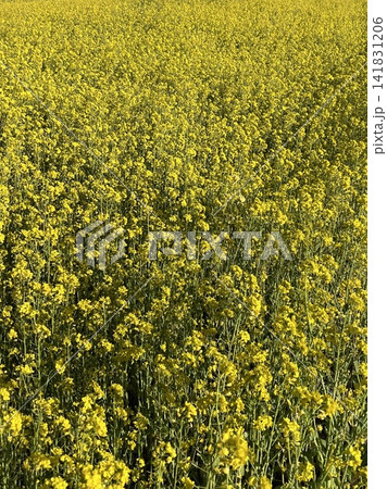 一面に咲く黄色い菜の花畑 春の風景 一面に咲く黄色い菜の花畑 春の風景 141831206