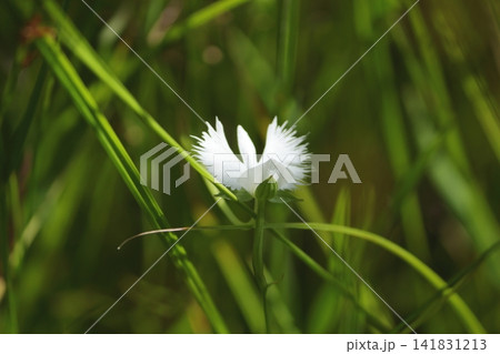 サギ草 サギ草 141831213