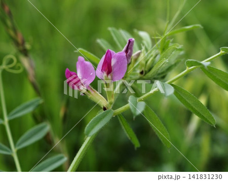 春の荒川堤に咲くカラスノエンドウのピンクの花 春の荒川堤に咲くカラスノエンドウのピンクの花 141831230