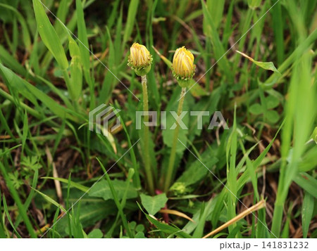 春の荒川河川敷で見つけたタンポポの黄色いつぼみ 春の荒川河川敷で見つけたタンポポの黄色いつぼみ 141831232